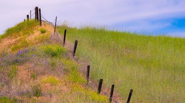 Gulin, Sylvia 아티스트의 USA-Washington State-Palouse fence line near Winona with vetch and grasses작품입니다.